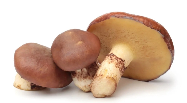 Маслёнок обыкновенный