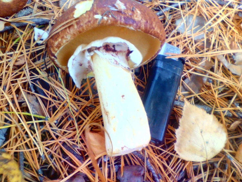 Болетовые маслята свинушки