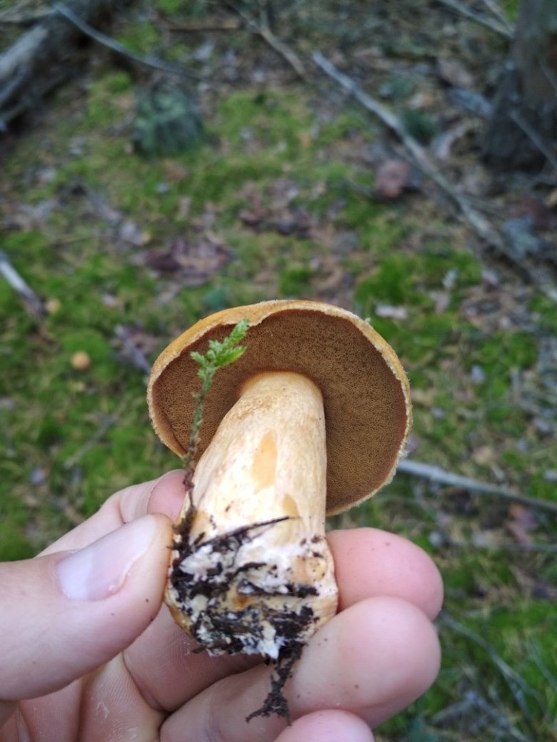 Гриб боровой масленок