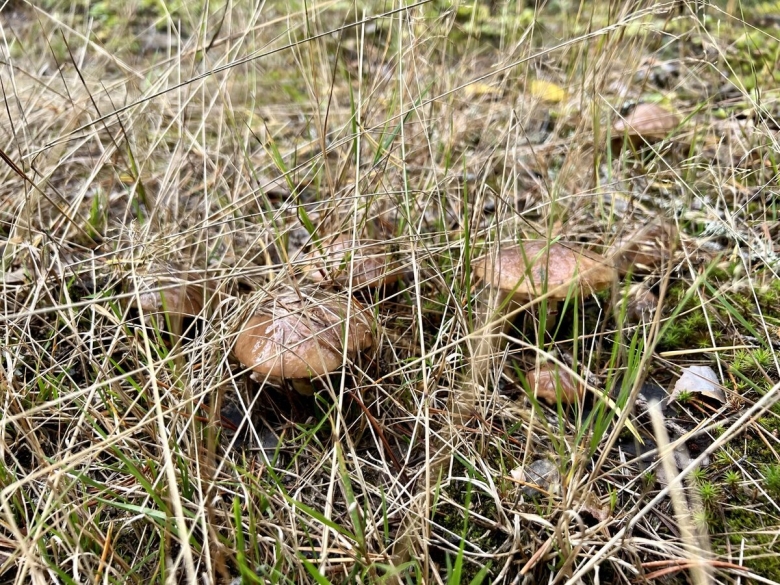 Маслята подъельник гриб