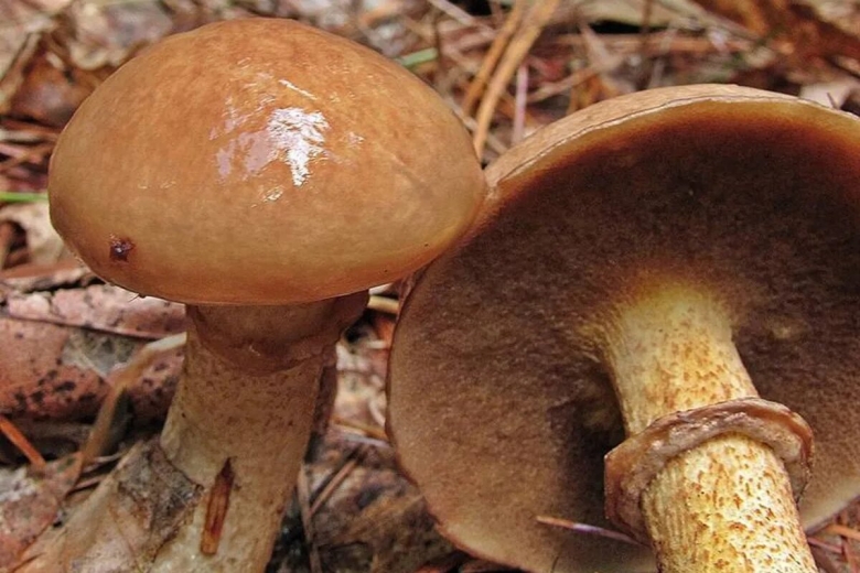 Suillus salmonicolor
