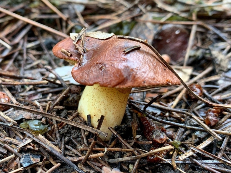 Маслята в Сосновом лесу