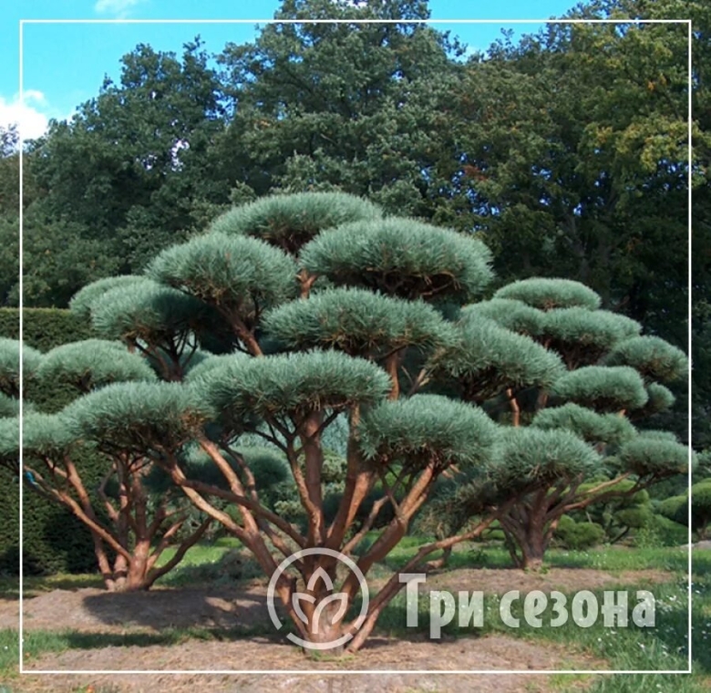 Сосна обыкновенная Ватерери бонсай