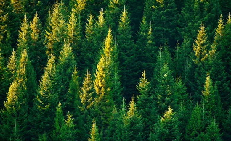 Верхушки деревьев