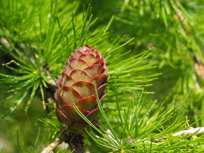 Лиственница даурская шишки