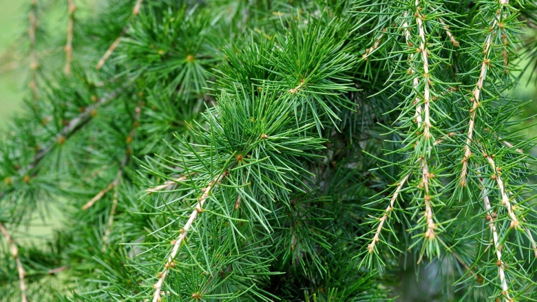 Кедр пихта можжевельник