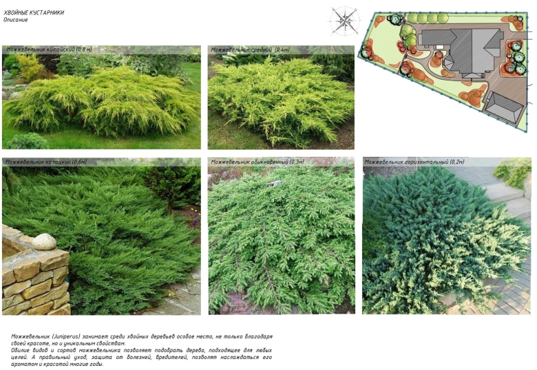 Можжевельник Лодери