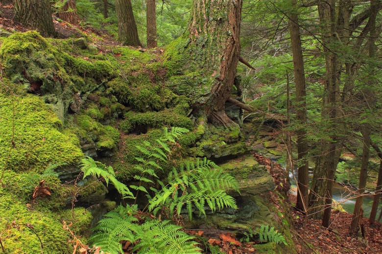 Широколиственный лес папоротник