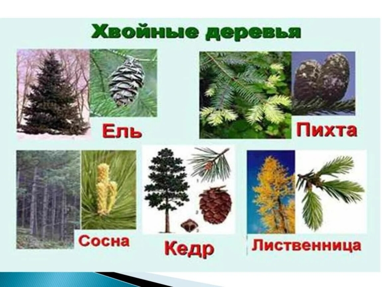 Ель сосна кедр пихта