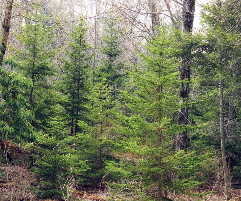 Лиственница Сибирская Тайга