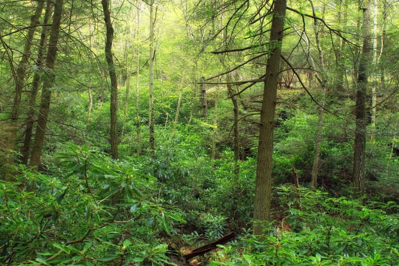 Хвойно-широколиственный лес