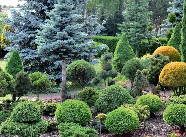 Туя Смарагд ниваки