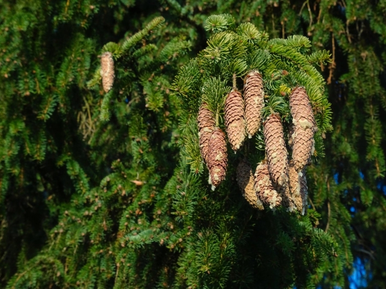 Picea schrenkiana ‘chimbulak’
