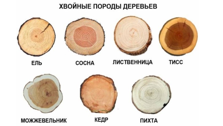 Срезы деревьев разных пород