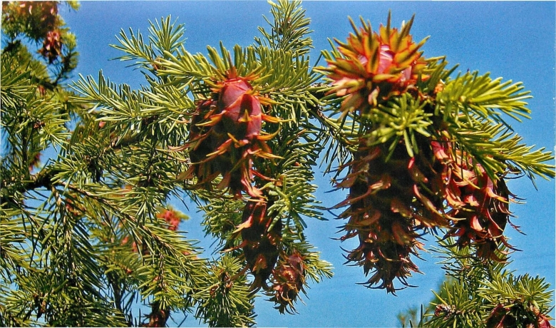 Псевдотсуга мензиса