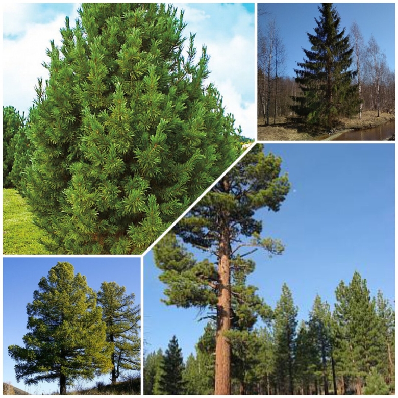 Сколькотнудно места для лиственницы