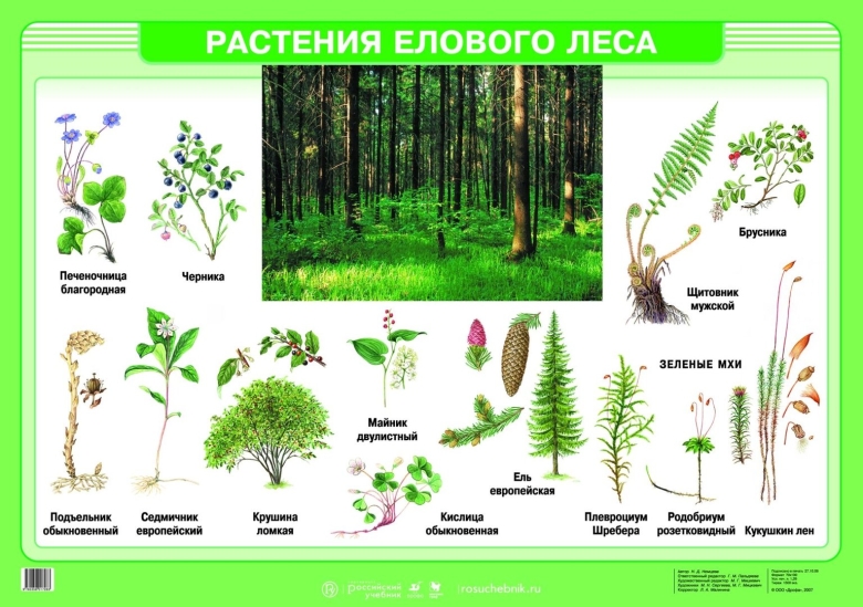 Травы в еловом лесу