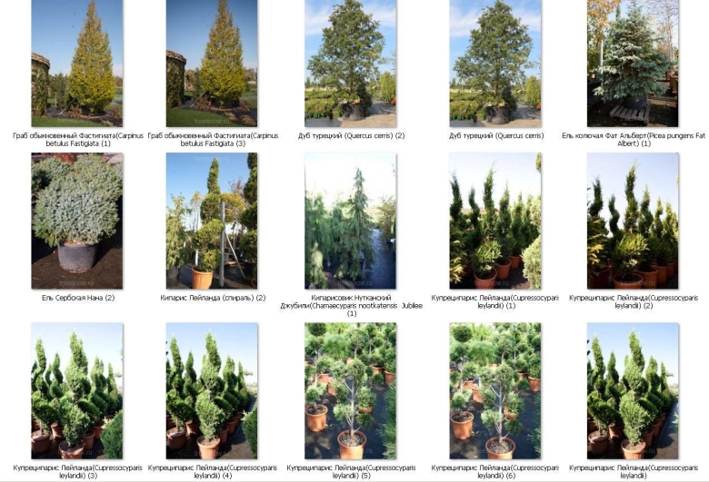 Название деревьев и кустарников