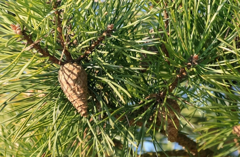 Хрюша кедр Сибирский