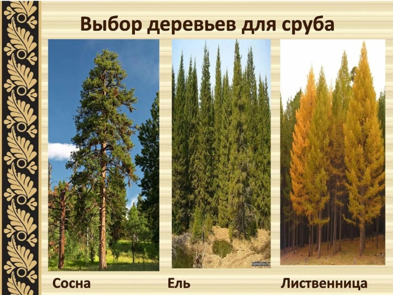 Ель пихта сосна кедр лиственница