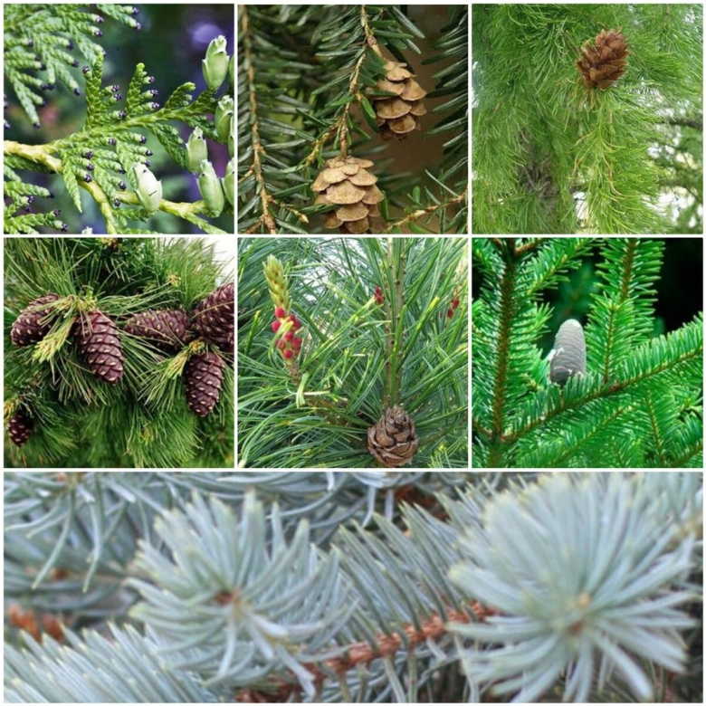 Разнообразие хвойных растений