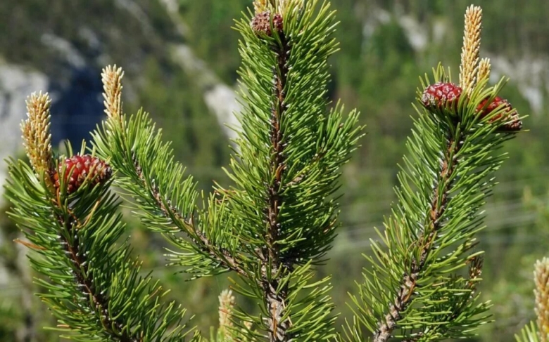 Ель пихта сосна кедр лиственница