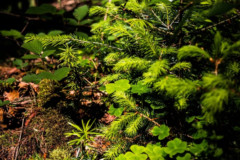 Растение леса