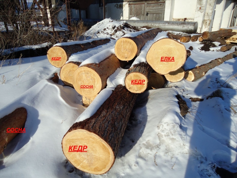Срез кедра и сосны