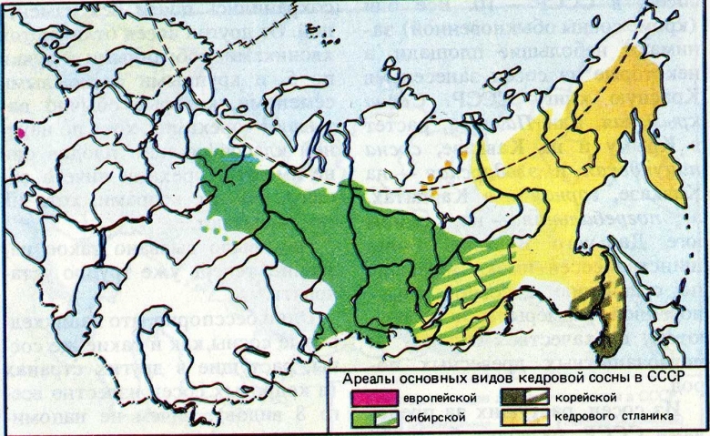 Лиственница европейская Ариал