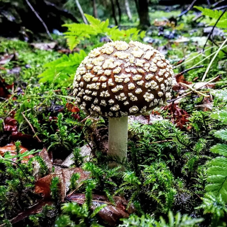 Мухомор Королевский Amanita regalis