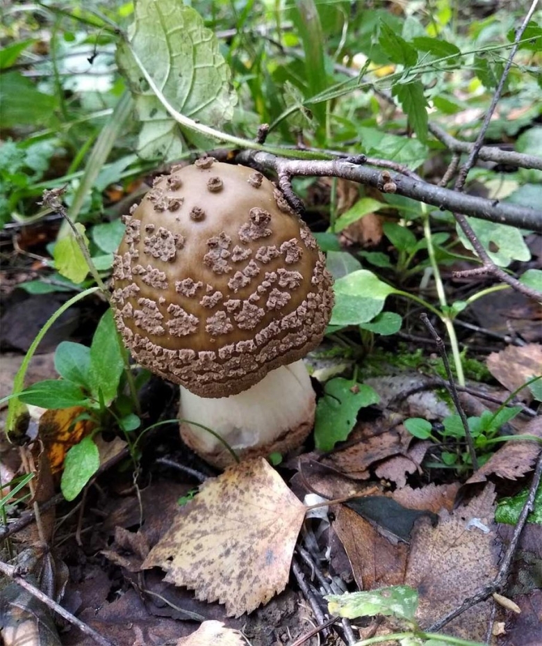 Пантерный мухомор микродозинг