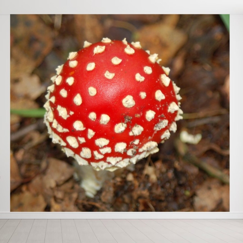 Мухомор желтоножковый