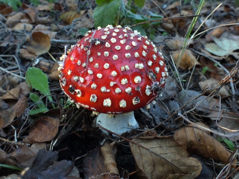 Мухомор гриб