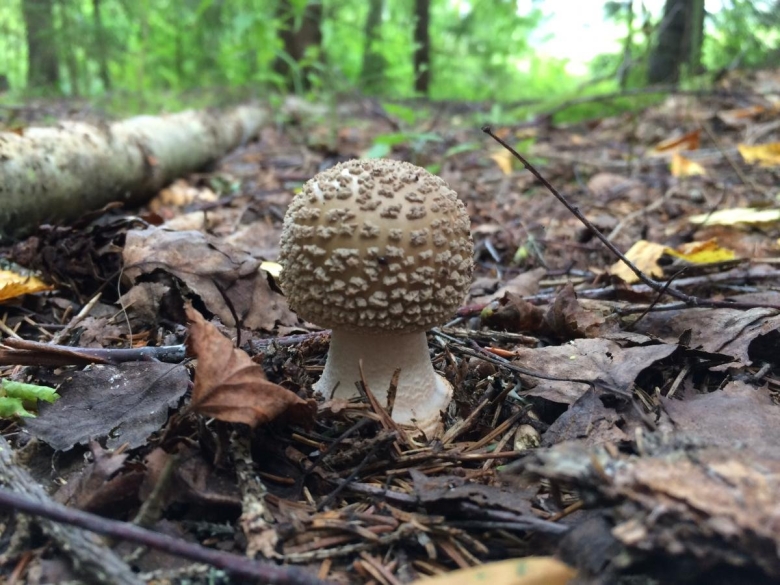 Мухомор серо-розовый amanita rubescens