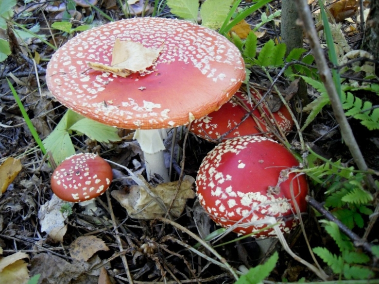 Гриб Amanita rubescens