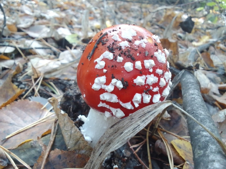 Мухомор ядовитый