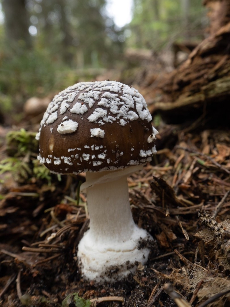 Amanita pantherina
