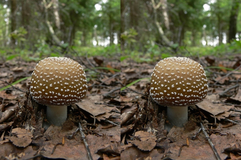 Мухомор пантерный и мухомор