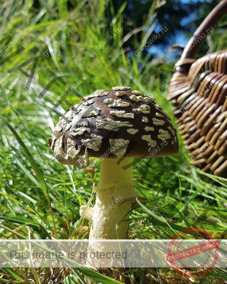 Мухомор желтоножковый