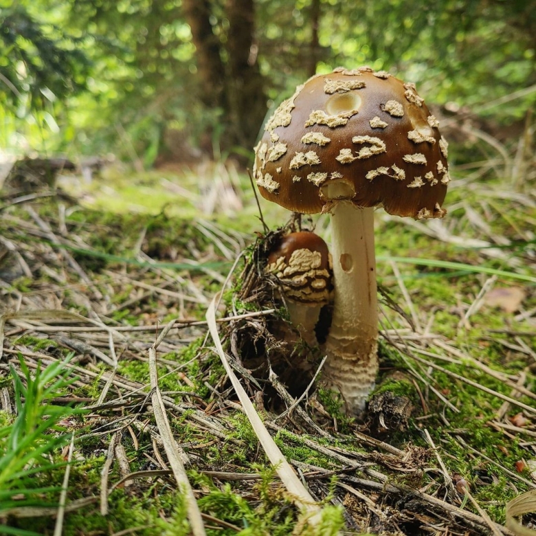 Королевский мухомор