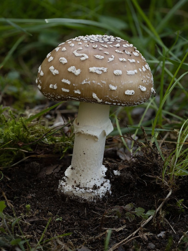 Пантерный мухомор синий