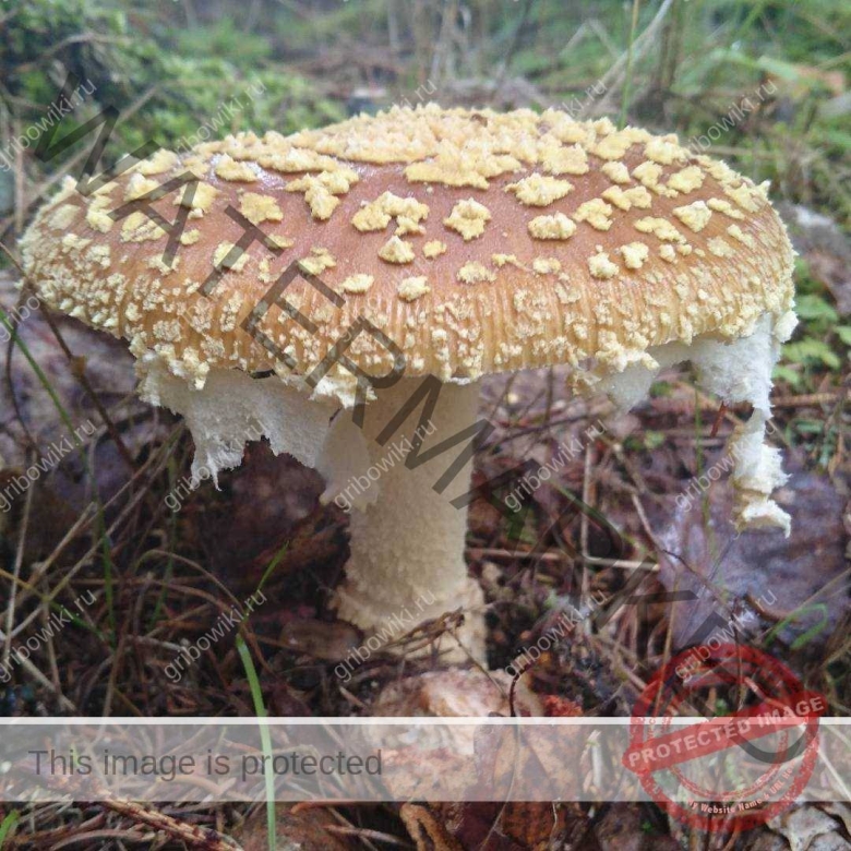 Королевский мухомор