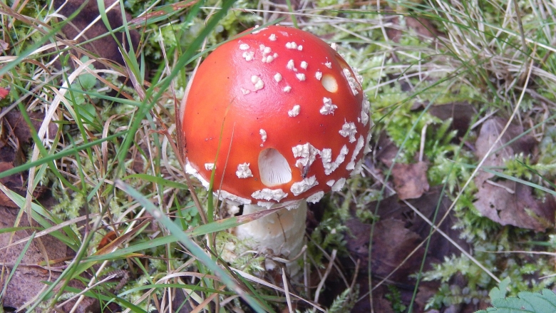 Мухомор Аманита Мускария зеленый