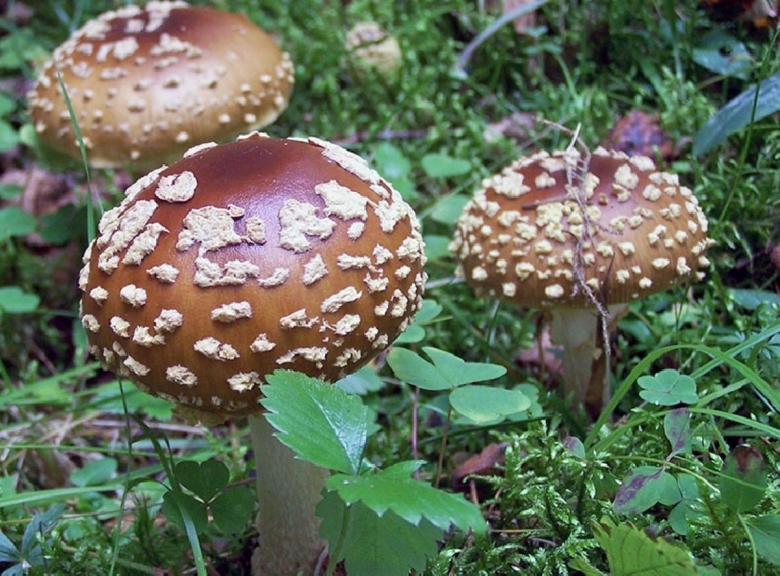 Королевский мухомор и пантерный