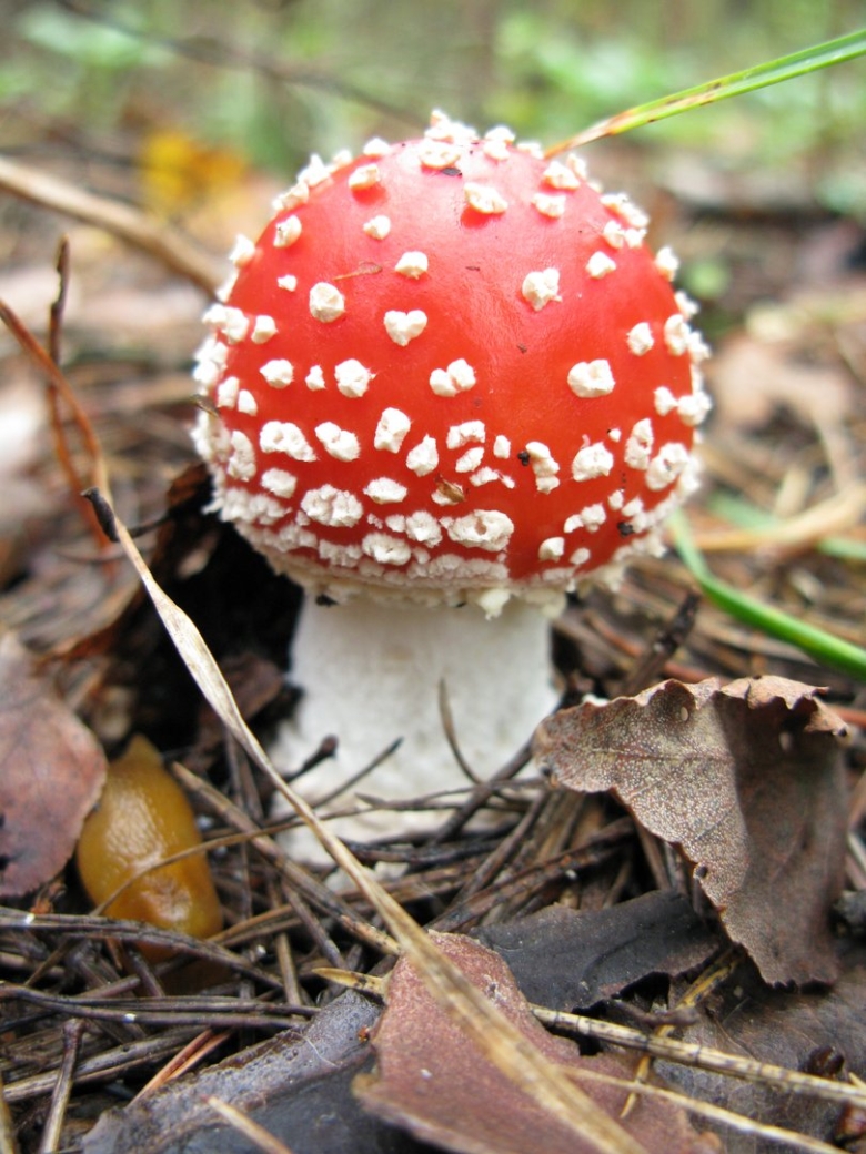 Маленький гриб мухо ор