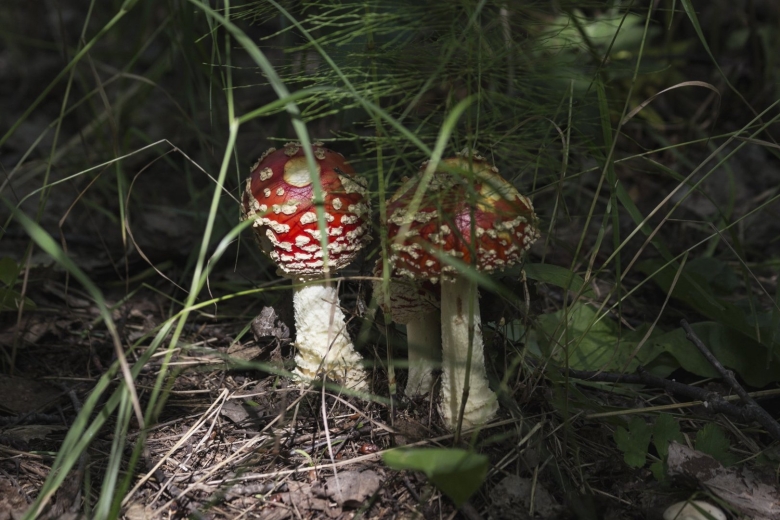 Мухомор красный гриб