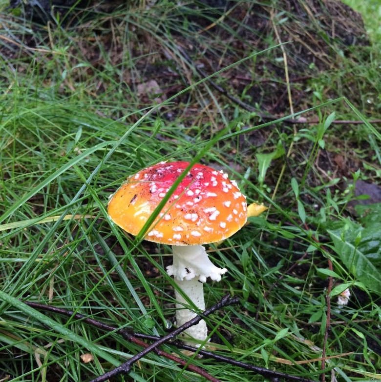 Мухомор аманита мускария