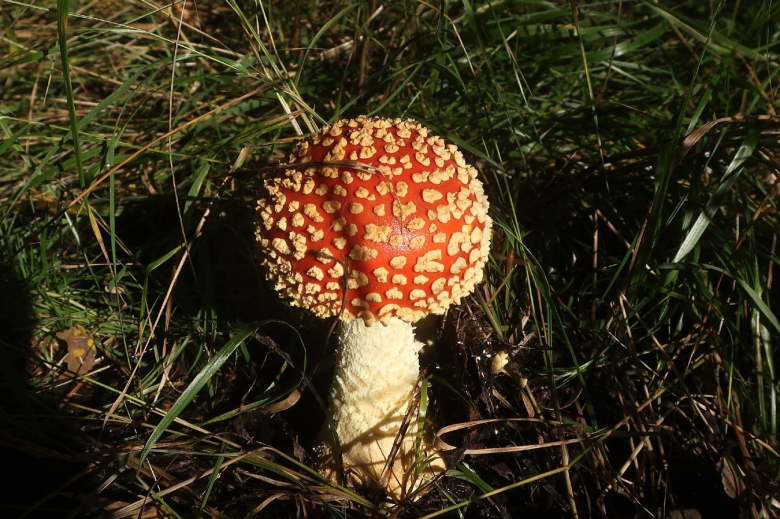 Какого цвета бывают мухоморы