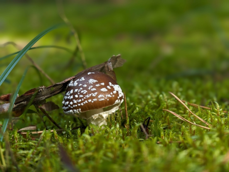 Пантерные мухоморы