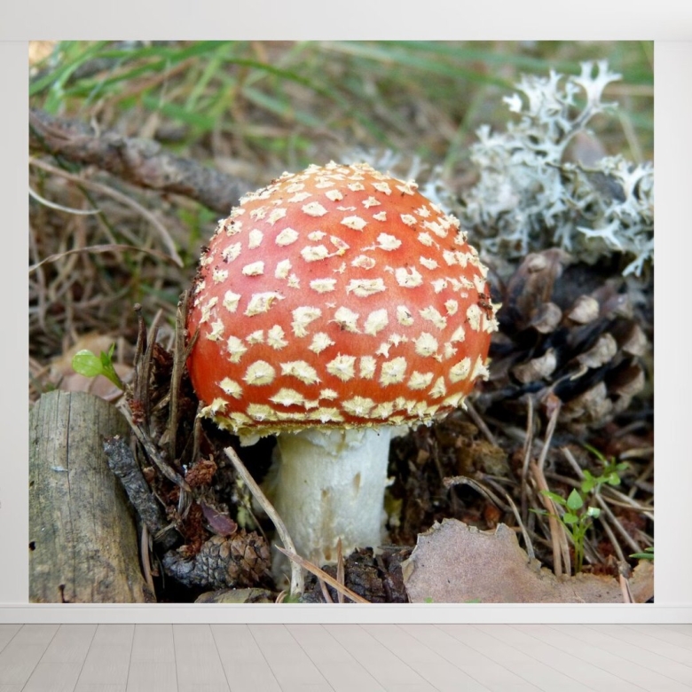 Грибы Аманита Мускария